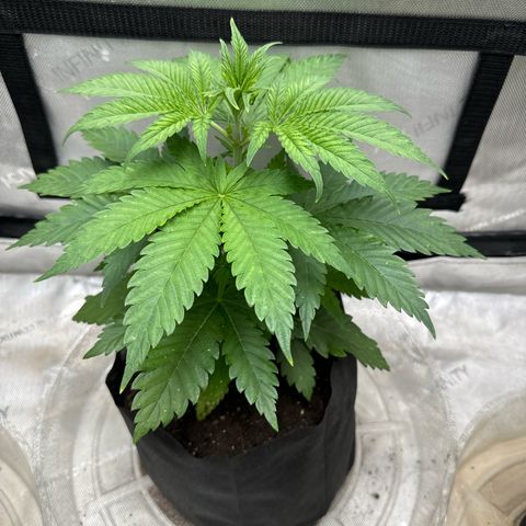 M&G x DBB #2 (GA) growlog photo: 8:26pm