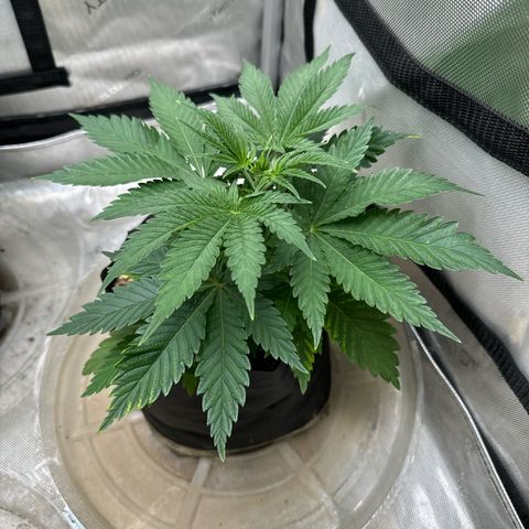 M&G x DBB #3 (GA) growlog photo: 8:26pm