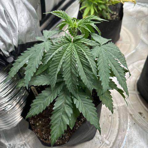 Pungent Punch #1 (GA) growlog photo: 8:26pm