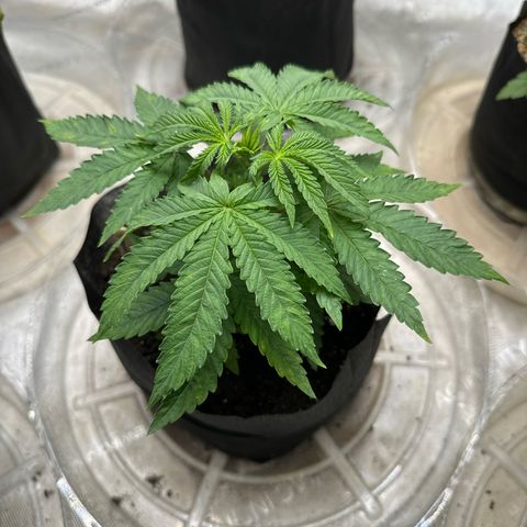 Pungent Punch #2 (GA) growlog photo: 8:26pm