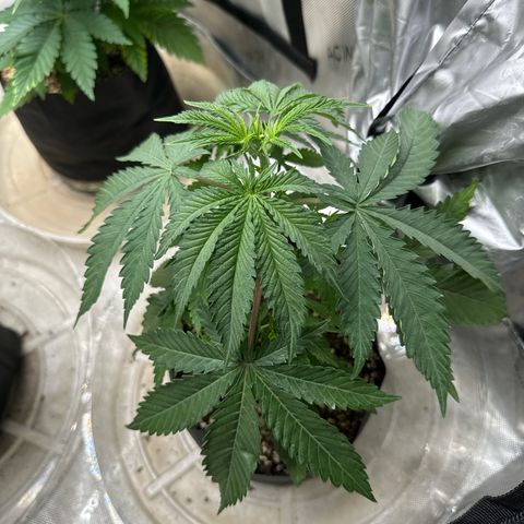Pungent Punch #3 (GA) growlog photo: 8:26pm