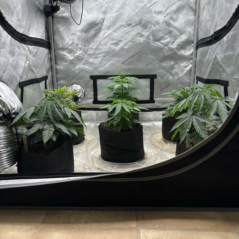 Pungent Punch #1 (GA) growlog photo: 8:26pm