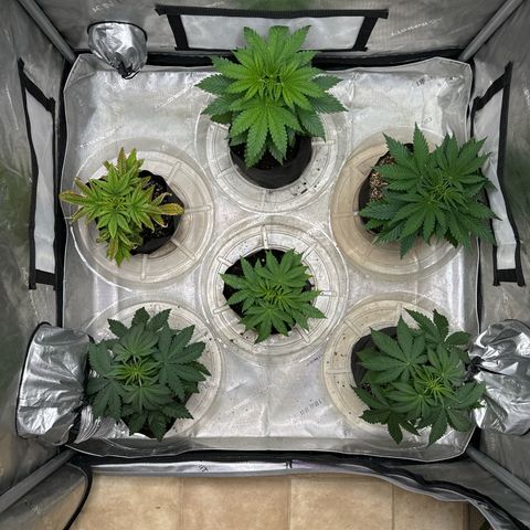 Pungent Punch #1 (GA) growlog photo: 8:36pm
