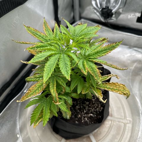 M&G x DBB #1 (GA) growlog photo: 10:59pm