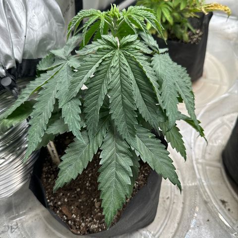Pungent Punch #1 (GA) growlog photo: 10:59pm