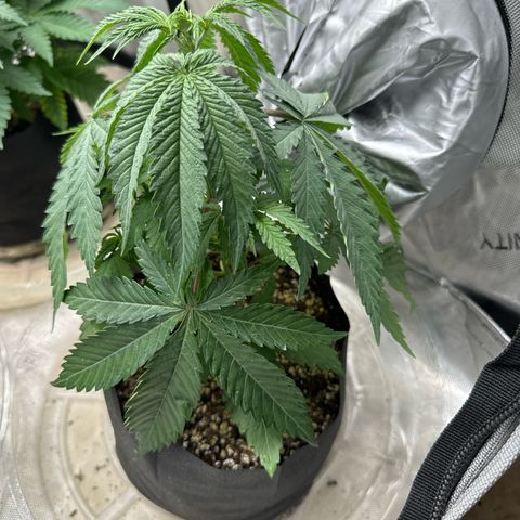 Pungent Punch #3 (GA) growlog photo: 10:59pm