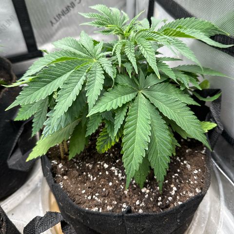 M&G x DBB #3 (GA) growlog photo: 11:37pm