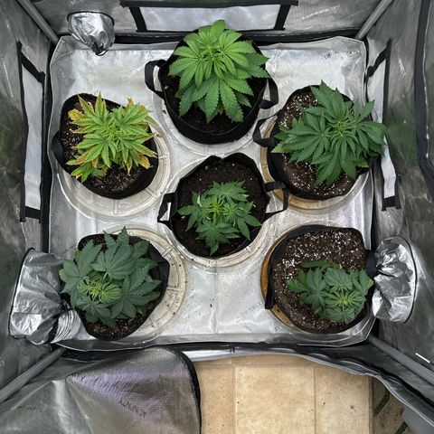 Pungent Punch #1 (GA) growlog photo: 11:37pm