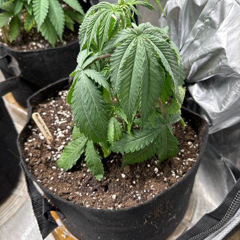 Pungent Punch #3 (GA) growlog photo: 11:37pm