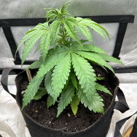 M&G x DBB #2 (GA) growlog photo: 11:37pm
