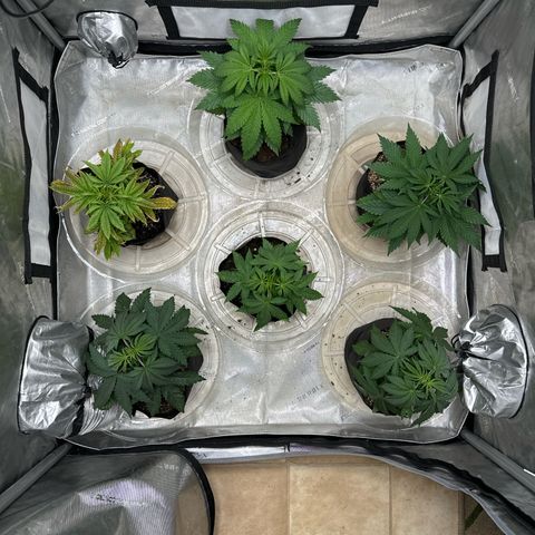 Pungent Punch #1 (GA) growlog photo: 10:59pm