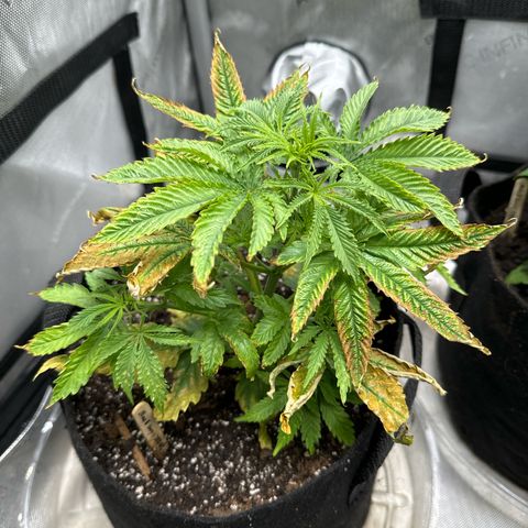 M&G x DBB #1 (GA) growlog photo: 11:37pm
