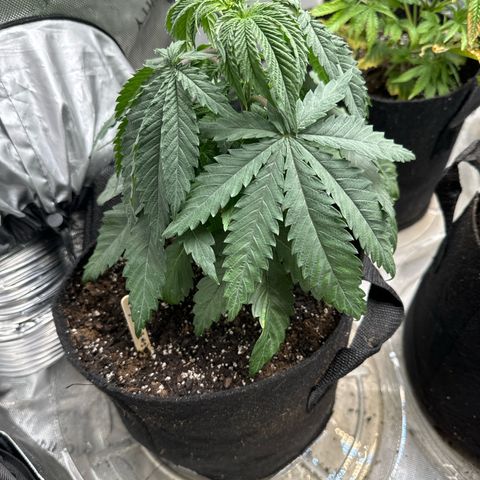 Pungent Punch #1 (GA) growlog photo: 11:37pm