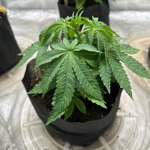 Pungent Punch #2 (GA) growlog photo: 10:59pm