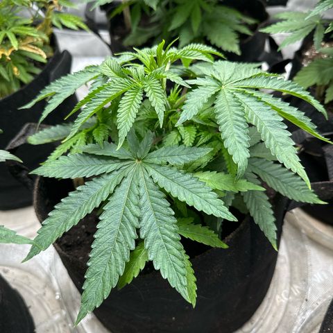 Pungent Punch #2 (GA) growlog photo: 8:33pm