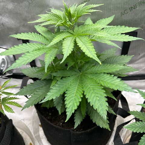 M&G x DBB #2 (GA) growlog photo: 8:33pm