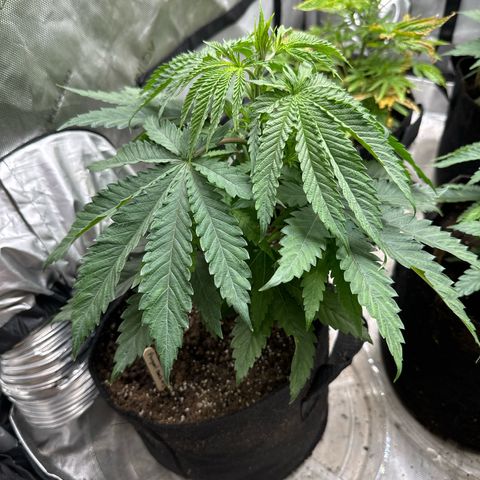 Pungent Punch #1 (GA) growlog photo: 8:33pm