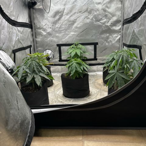 Pungent Punch #1 (GA) growlog photo: 10:59pm