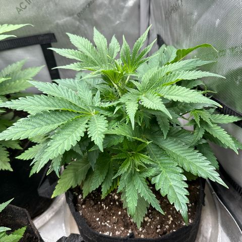 M&G x DBB #3 (GA) growlog photo: 8:33pm