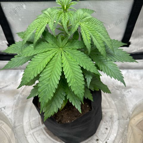 M&G x DBB #2 (GA) growlog photo: 10:59pm