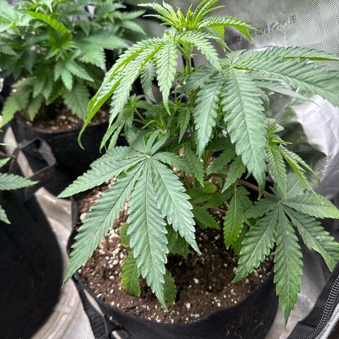 Pungent Punch #3 (GA) growlog photo: 8:33pm