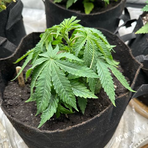 Pungent Punch #2 (GA) growlog photo: 11:37pm