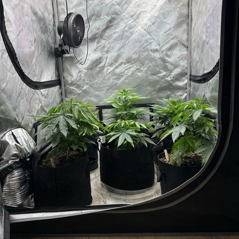 Pungent Punch #1 (GA) growlog photo: 8:33pm
