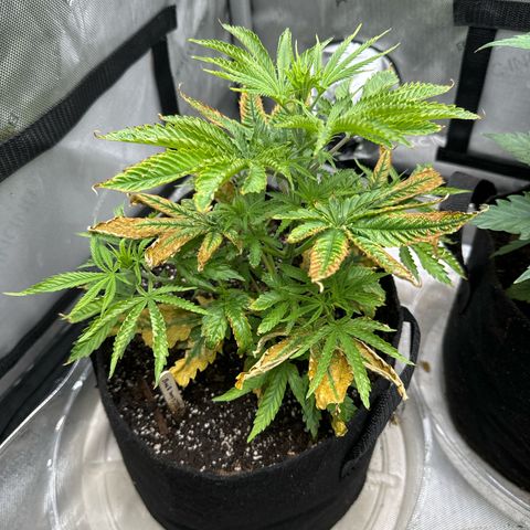 M&G x DBB #1 (GA) growlog photo: 8:33pm