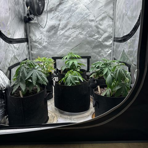 Pungent Punch #1 (GA) growlog photo: 11:37pm