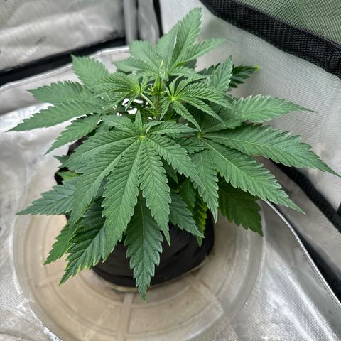 M&G x DBB #3 (GA) growlog photo: 10:59pm
