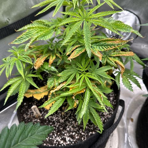 M&G x DBB #1 (GA) growlog photo: 11:28pm