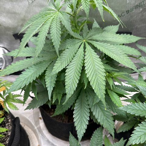 M&G x DBB #2 (GA) growlog photo: 11:28pm