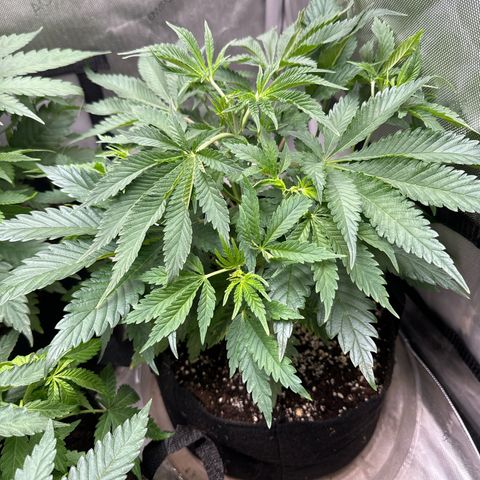 M&G x DBB #3 (GA) growlog photo: 11:28pm