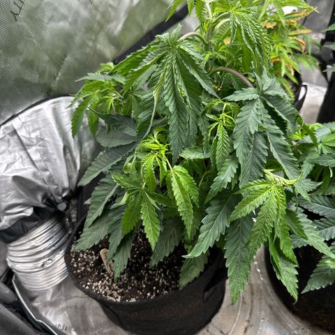 Pungent Punch #1 (GA) growlog photo: 11:28pm