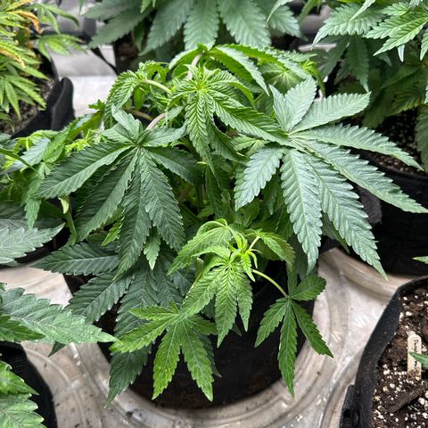 Pungent Punch #2 (GA) growlog photo: 11:28pm