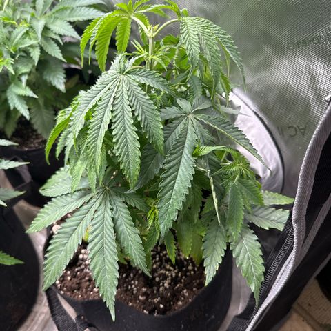 Pungent Punch #3 (GA) growlog photo: 11:28pm