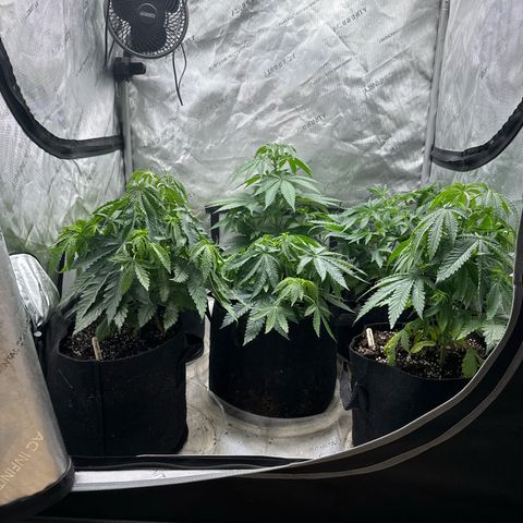 Pungent Punch #1 (GA) growlog photo: 11:28pm