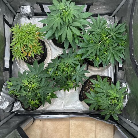 Pungent Punch #1 (GA) growlog photo: 11:28pm