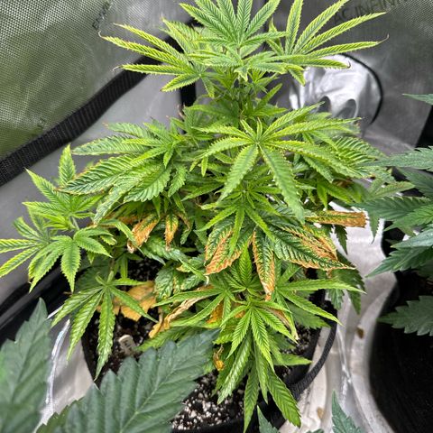 M&G x DBB #1 (GA) growlog photo: 7:31pm