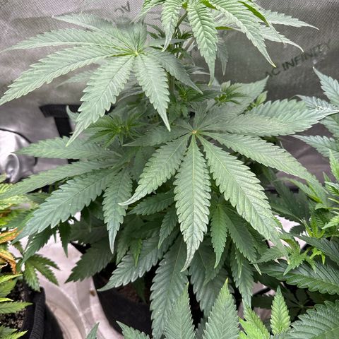 M&G x DBB #2 (GA) growlog photo: 7:31pm