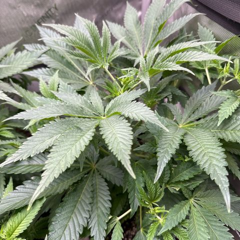 M&G x DBB #3 (GA) growlog photo: 7:31pm