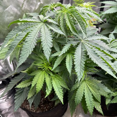 Pungent Punch #1 (GA) growlog photo: 7:31pm