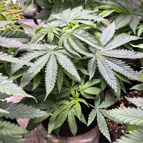 Pungent Punch #2 (GA) growlog photo: 7:31pm
