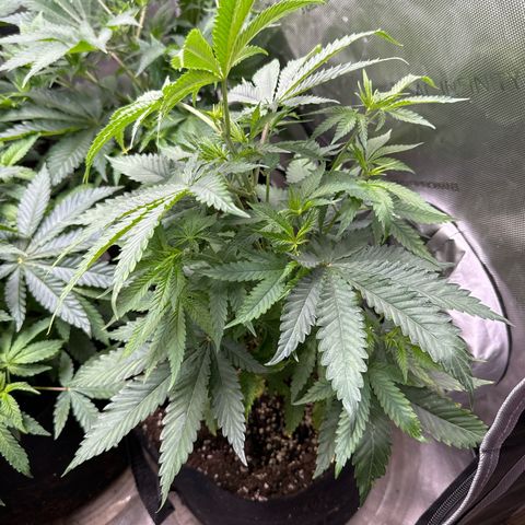 Pungent Punch #3 (GA) growlog photo: 7:31pm
