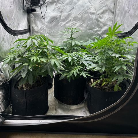 Pungent Punch #1 (GA) growlog photo: 7:31pm