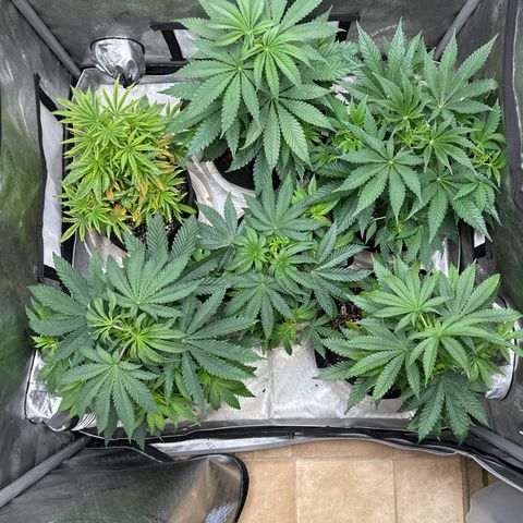 Pungent Punch #1 (GA) growlog photo: 7:31pm