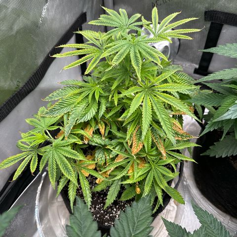 M&G x DBB #1 (GA) growlog photo: 11:11pm