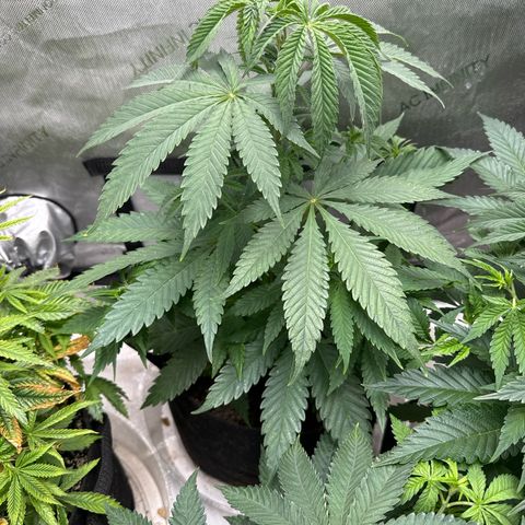 M&G x DBB #2 (GA) growlog photo: 11:11pm