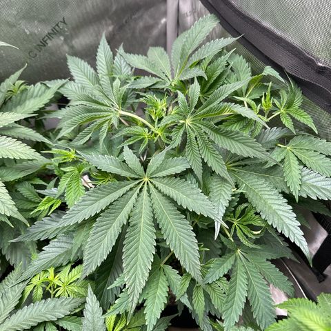 M&G x DBB #3 (GA) growlog photo: 11:11pm