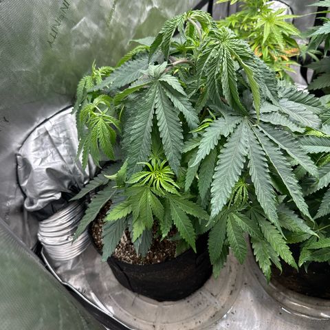 Pungent Punch #1 (GA) growlog photo: 11:11pm
